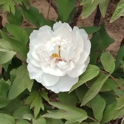 Dawb Tsob Ntoo peony